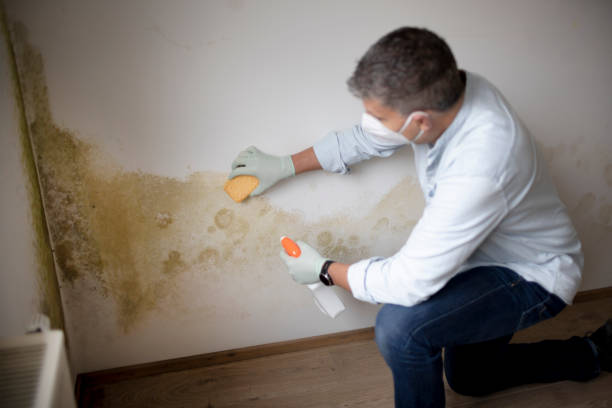 Best Mold Odor Removal Services  in Pembroke, GA